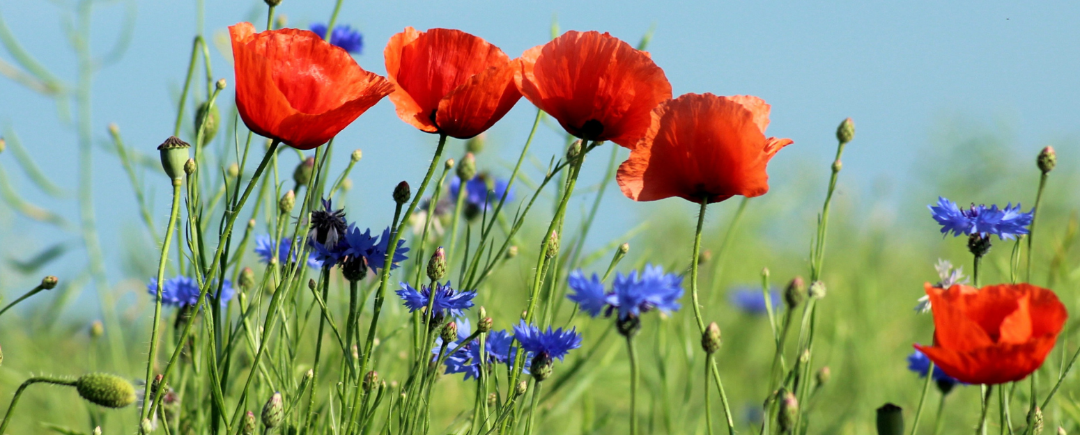 Red poppies and blue cornflowers growing in a green meadow under a clear blue sky.