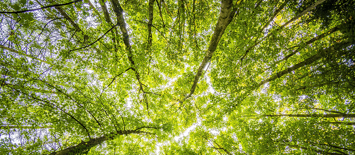 Tree canopy