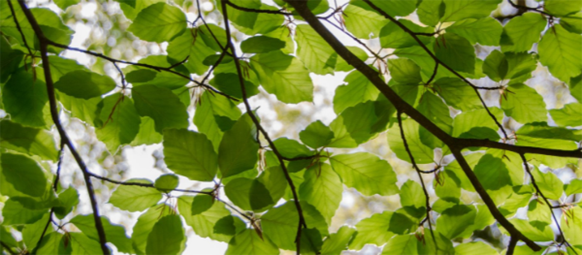 Green leaves on a tree