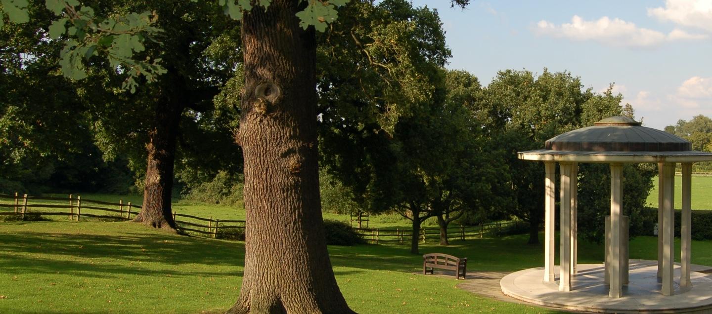 Tree in Park