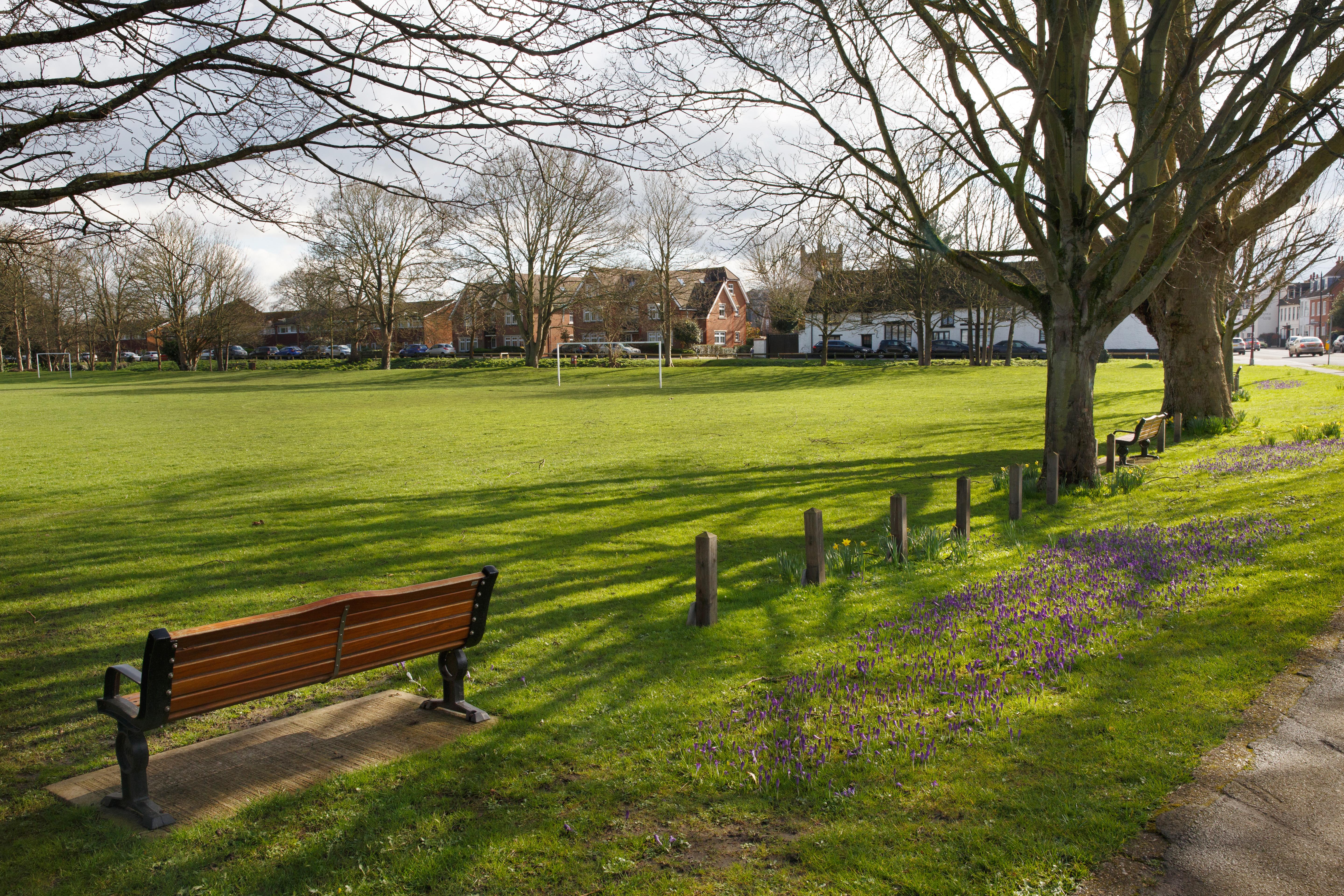 A green field with a bench and trees