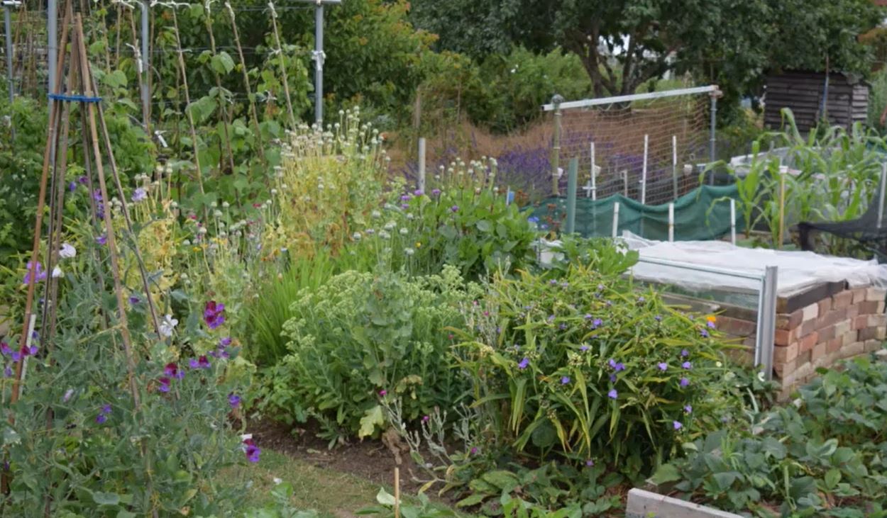 Best allotment - Runnymede in Bloom 2023