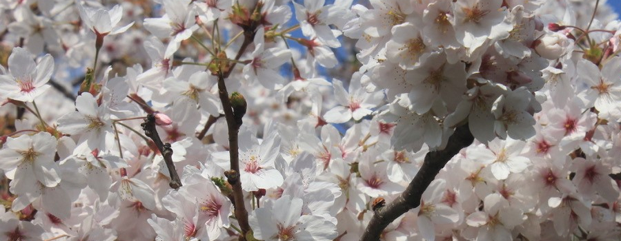 Blossom on a tree in the park