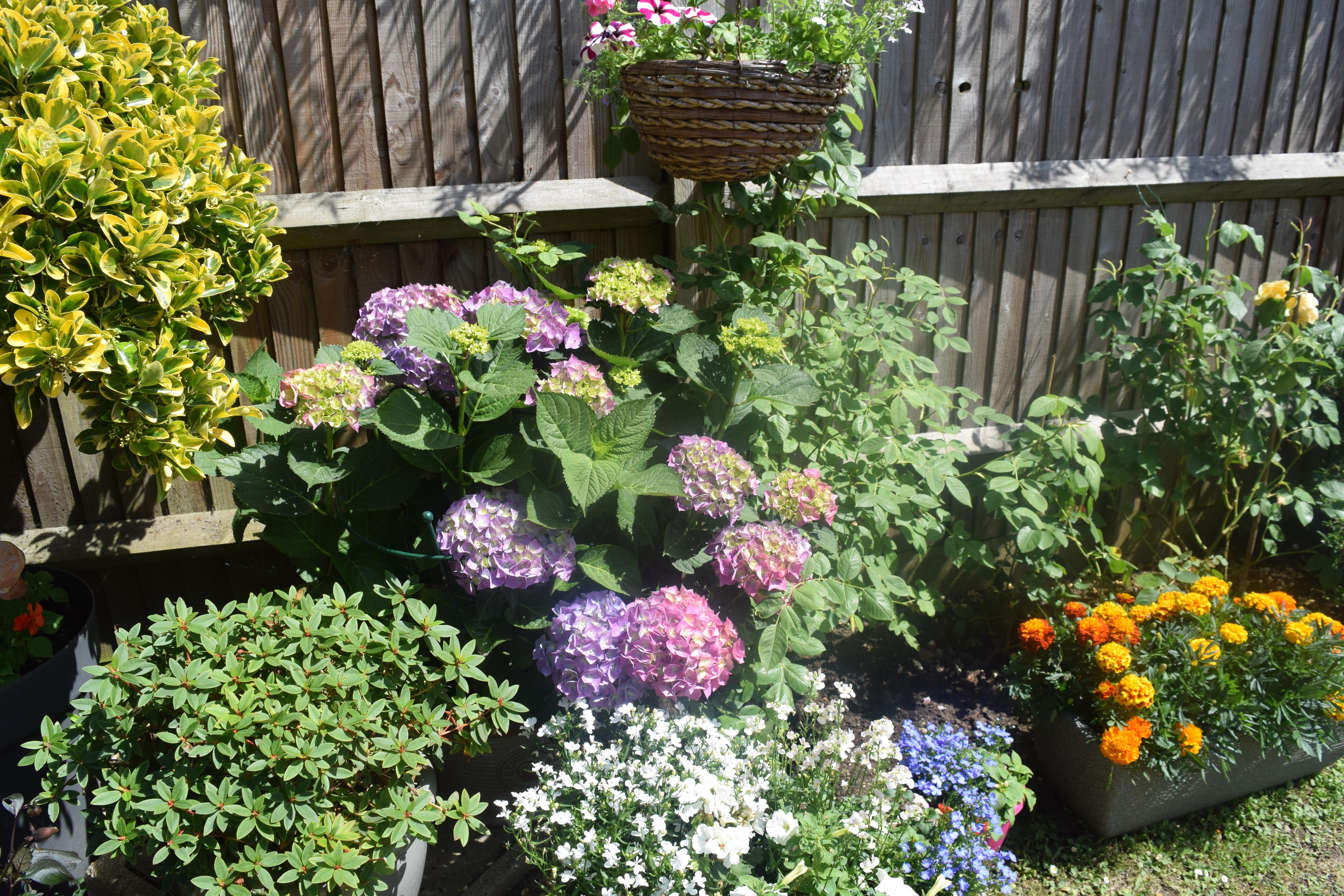 A floral border against a garden fence