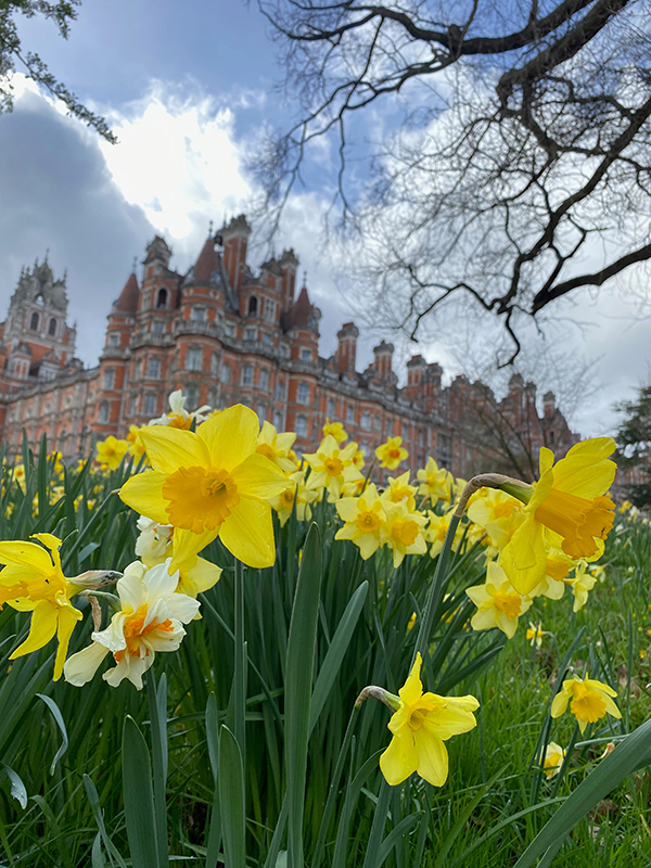 Daffodils at Royal Holloway