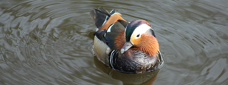 Duck on the water at Virginia Water