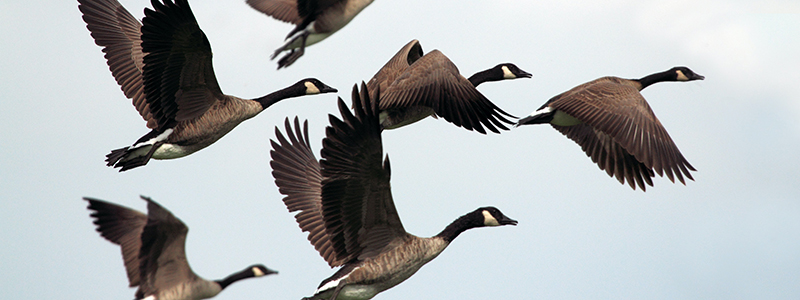 Flock of flying geese