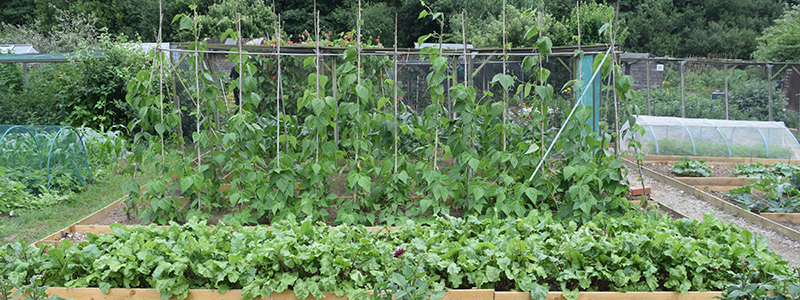 Greenfingers allotment winner