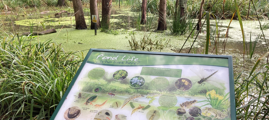 Hare Hill with interpretation board