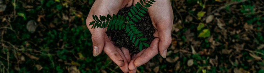 Hands holding seedling with some soil