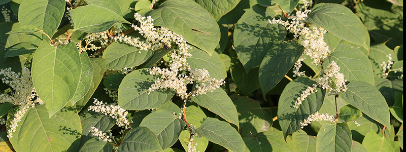 Japanese Knotweed leaves and flowers