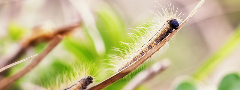 Oak processionary moth caterpillars on twig