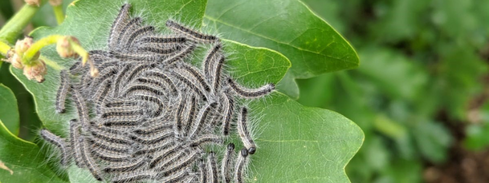 Oak processionary moth caterpillars