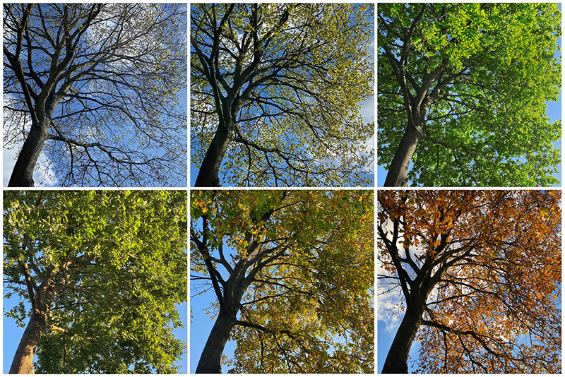 Oak tree through the seasons