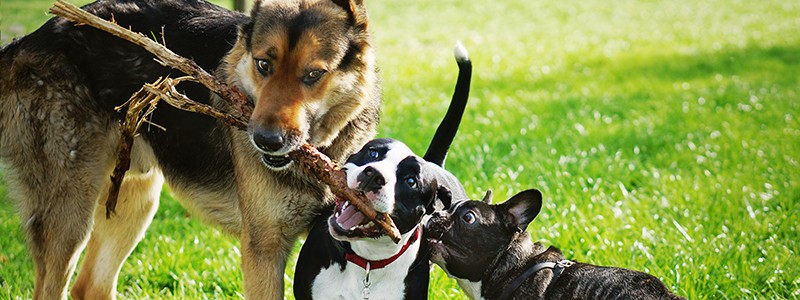 Three dogs playing with a stick