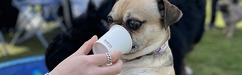 Dog eating a special dog treat at Pets in the Park