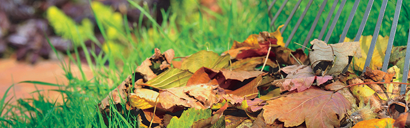 Autumn leaves on the lawn being raked up