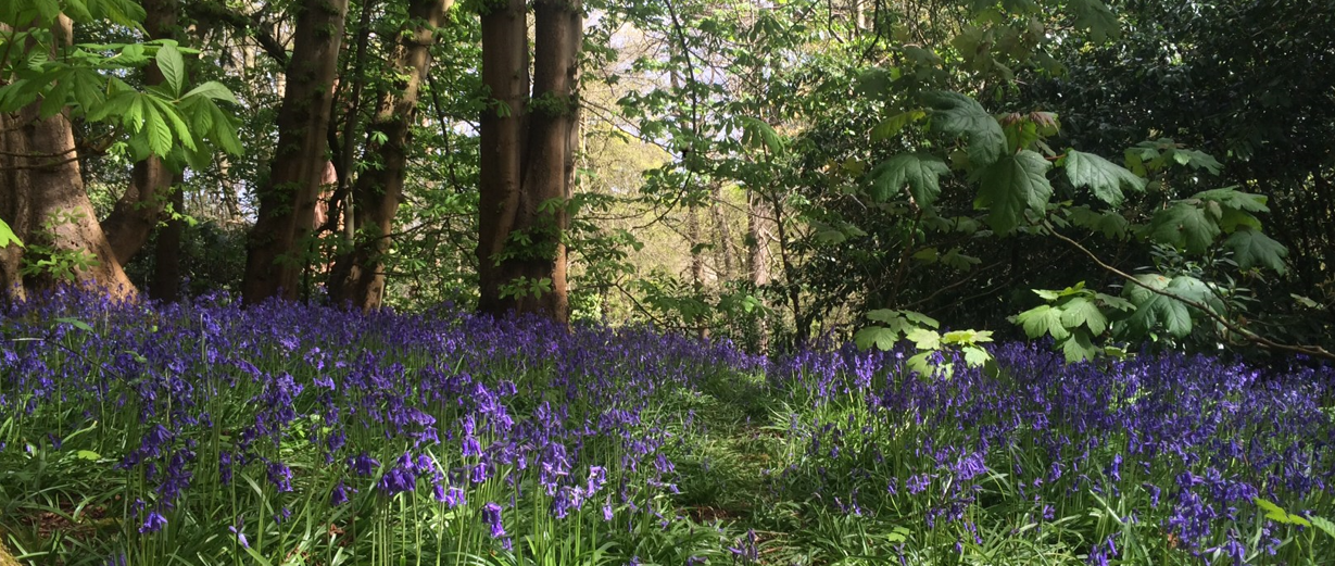 Bluebells and trees at St Annes Hill