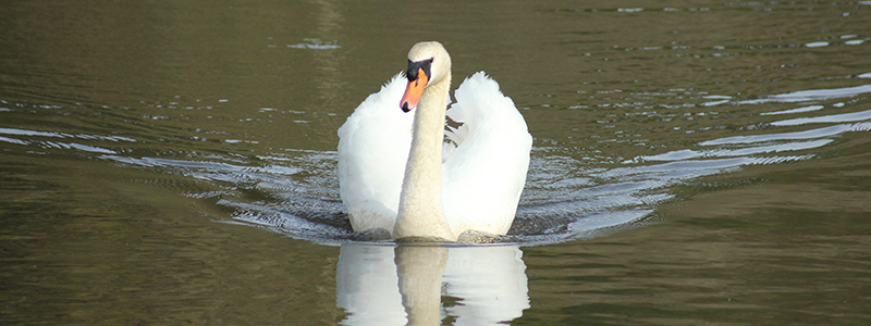 Swan