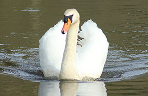 Swan on the water