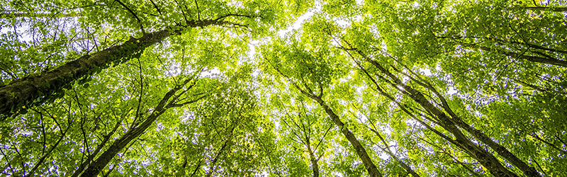 A tree canopy of green leaves