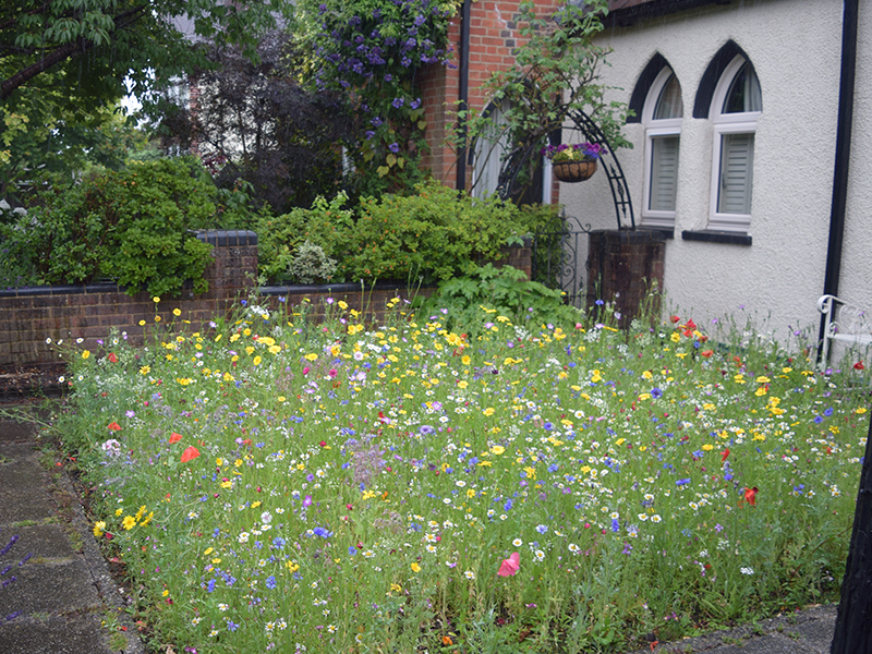 Wildflowers from Runnymede in Bloom 2023