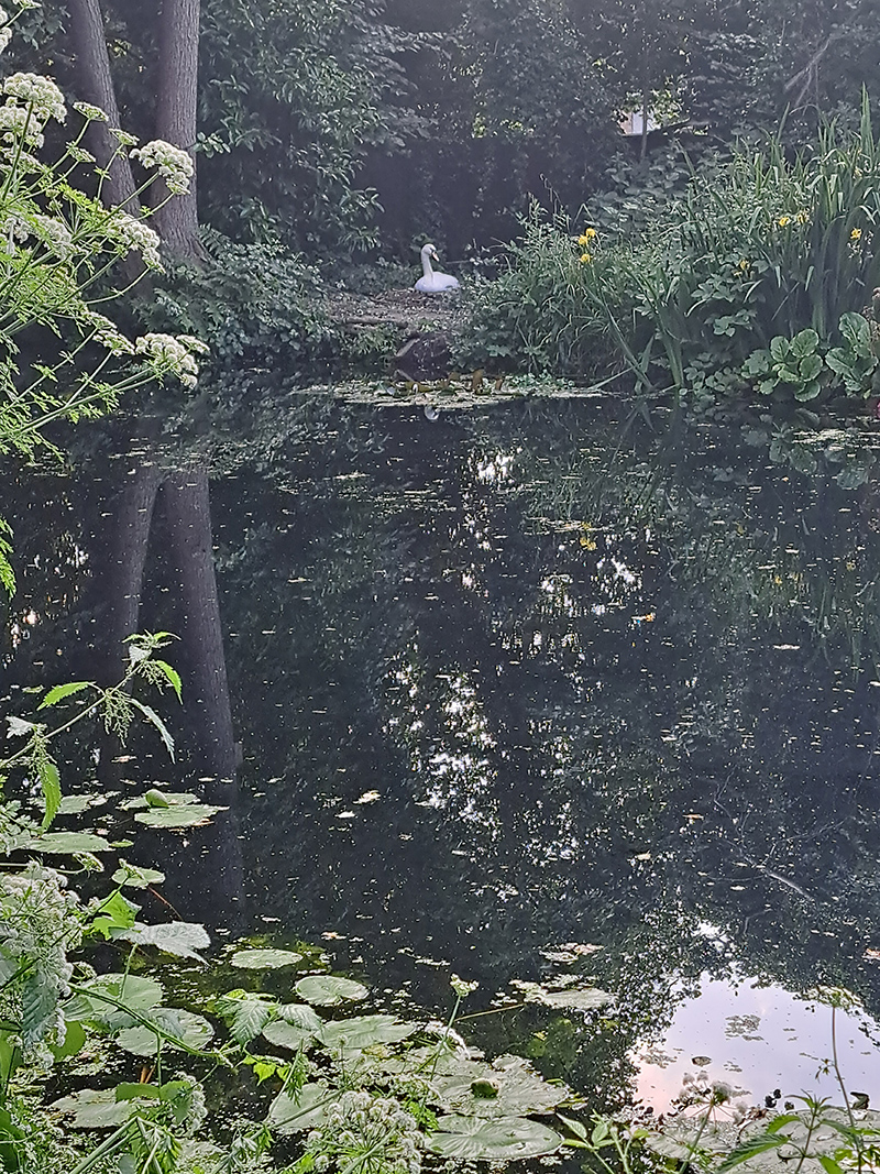 Woodham swan