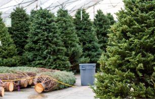 Christmas tree - advert