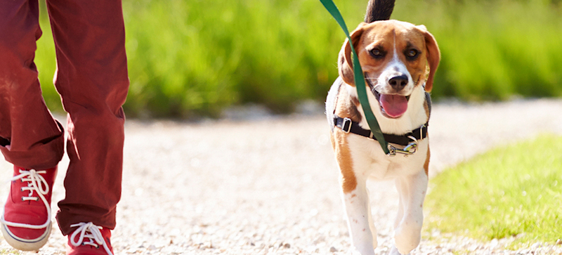 Dog being walked on his lead