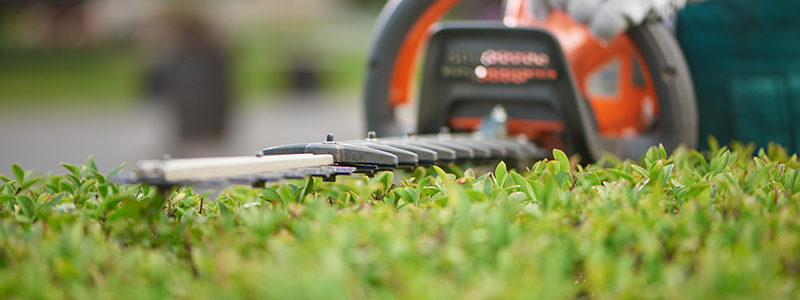 hedge cutter cutting hedges